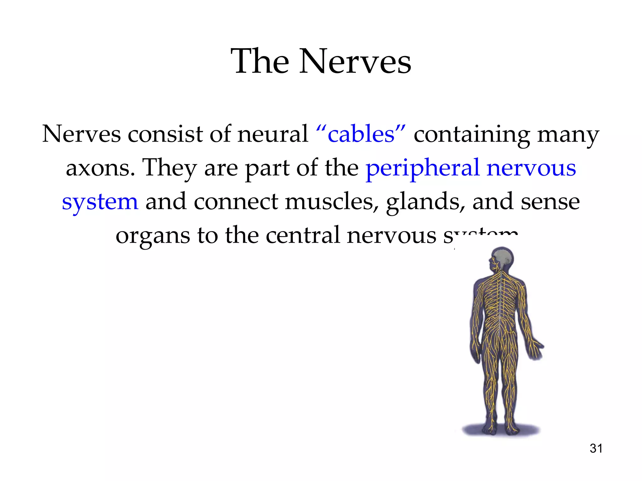 The Nerves Nerves consist of neural  “cables”  containing many axons. They are part of the  peripheral nervous system  and connect muscles, glands, and sense organs to the central nervous system. 