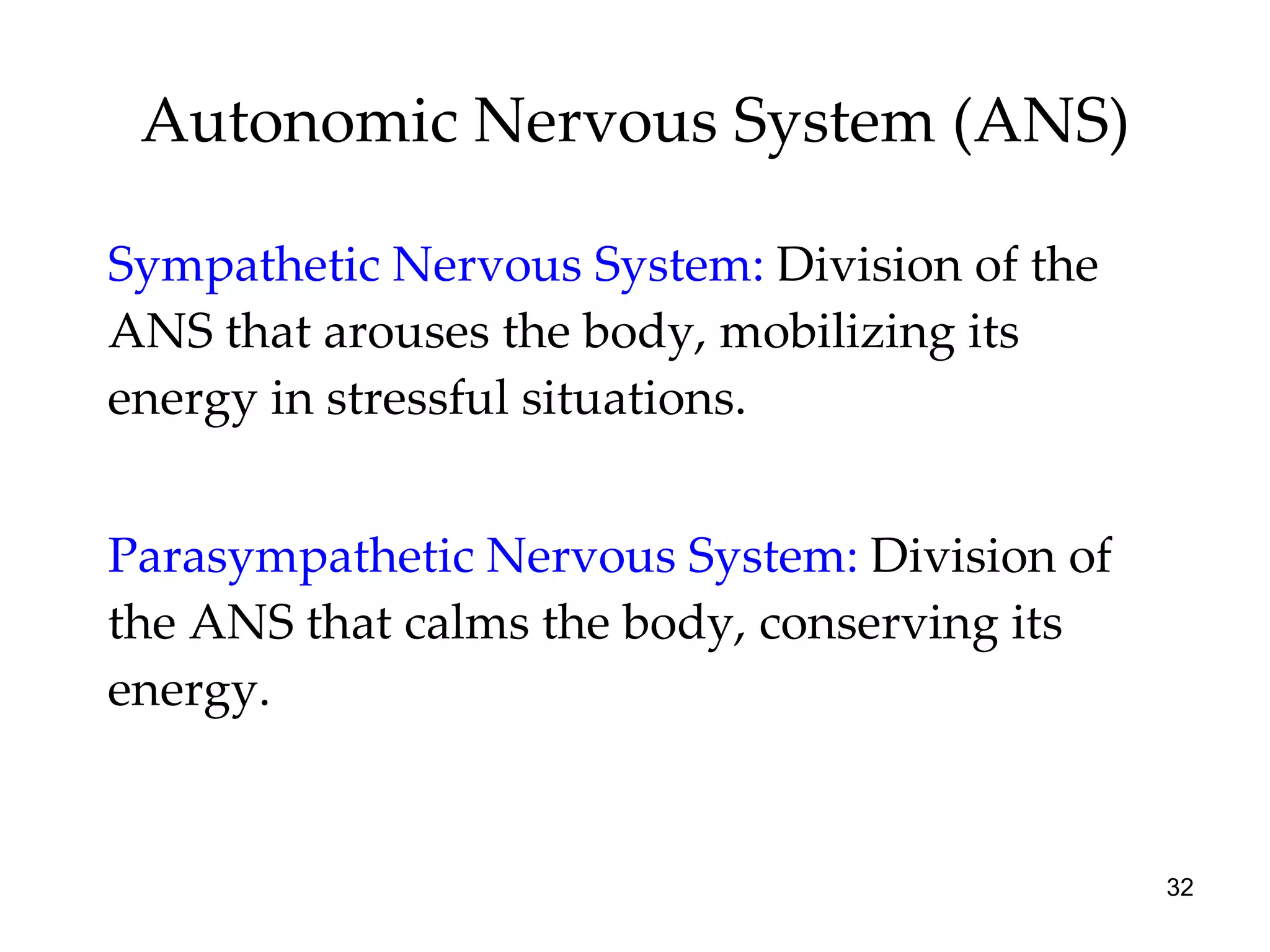 Autonomic Nervous System (ANS) Sympathetic Nervous System:  Division of the ANS that arouses the body, mobilizing its energy in stressful situations. Parasympathetic Nervous System:  Division of the ANS that calms the body, conserving its energy. 