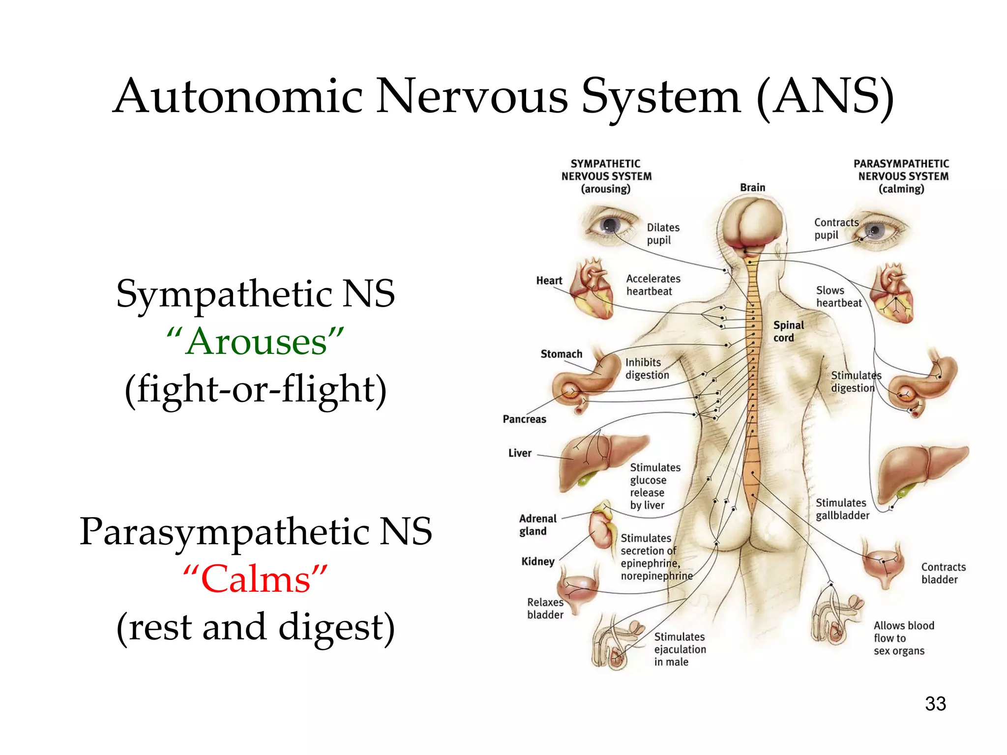Autonomic Nervous System (ANS) Sympathetic NS  “Arouses” (fight-or-flight) Parasympathetic NS  “Calms” (rest and digest) 