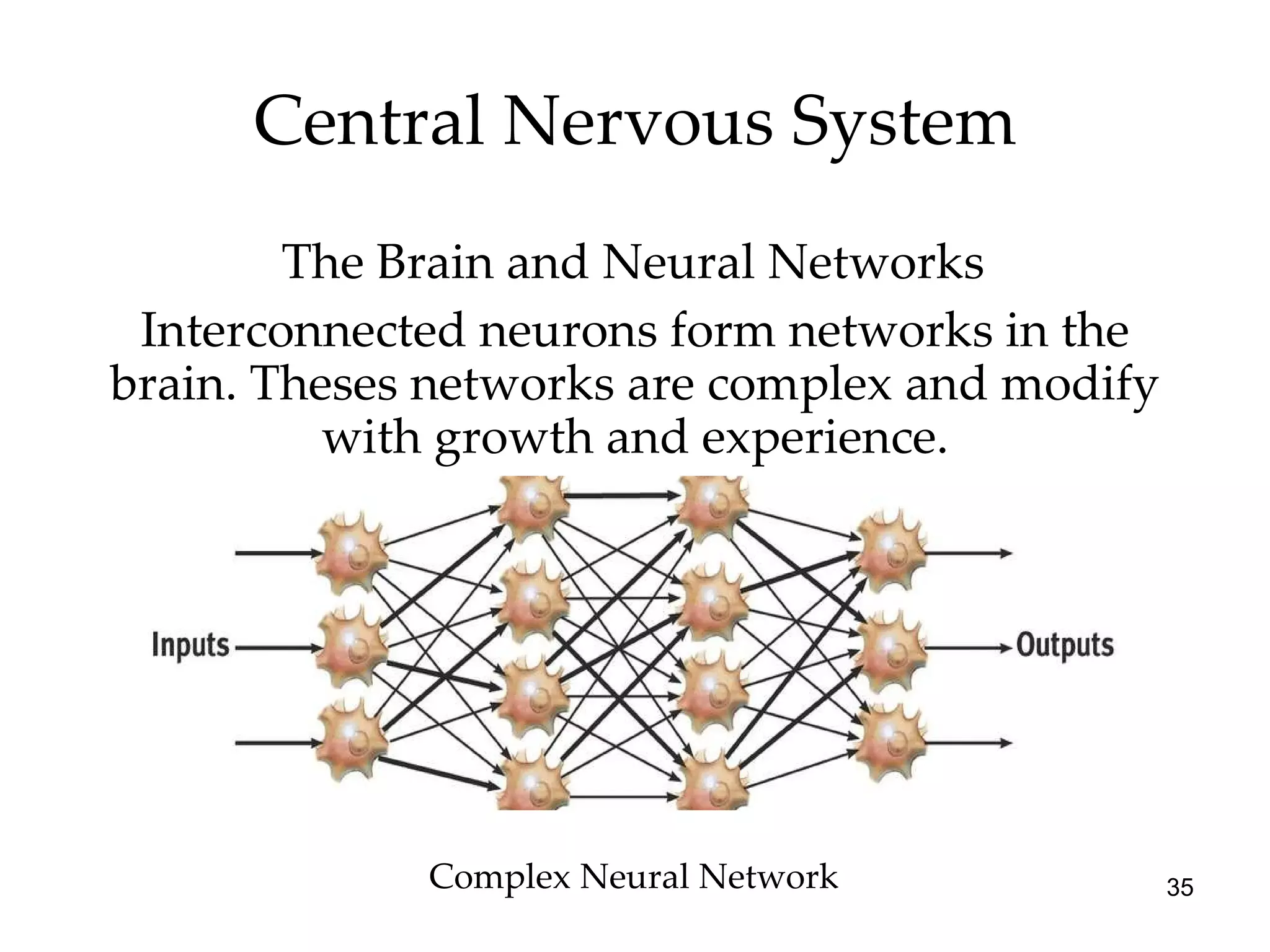 Central Nervous System The Brain and Neural Networks Complex Neural Network Interconnected neurons form networks in the brain. Theses networks are complex and modify with growth and experience. 