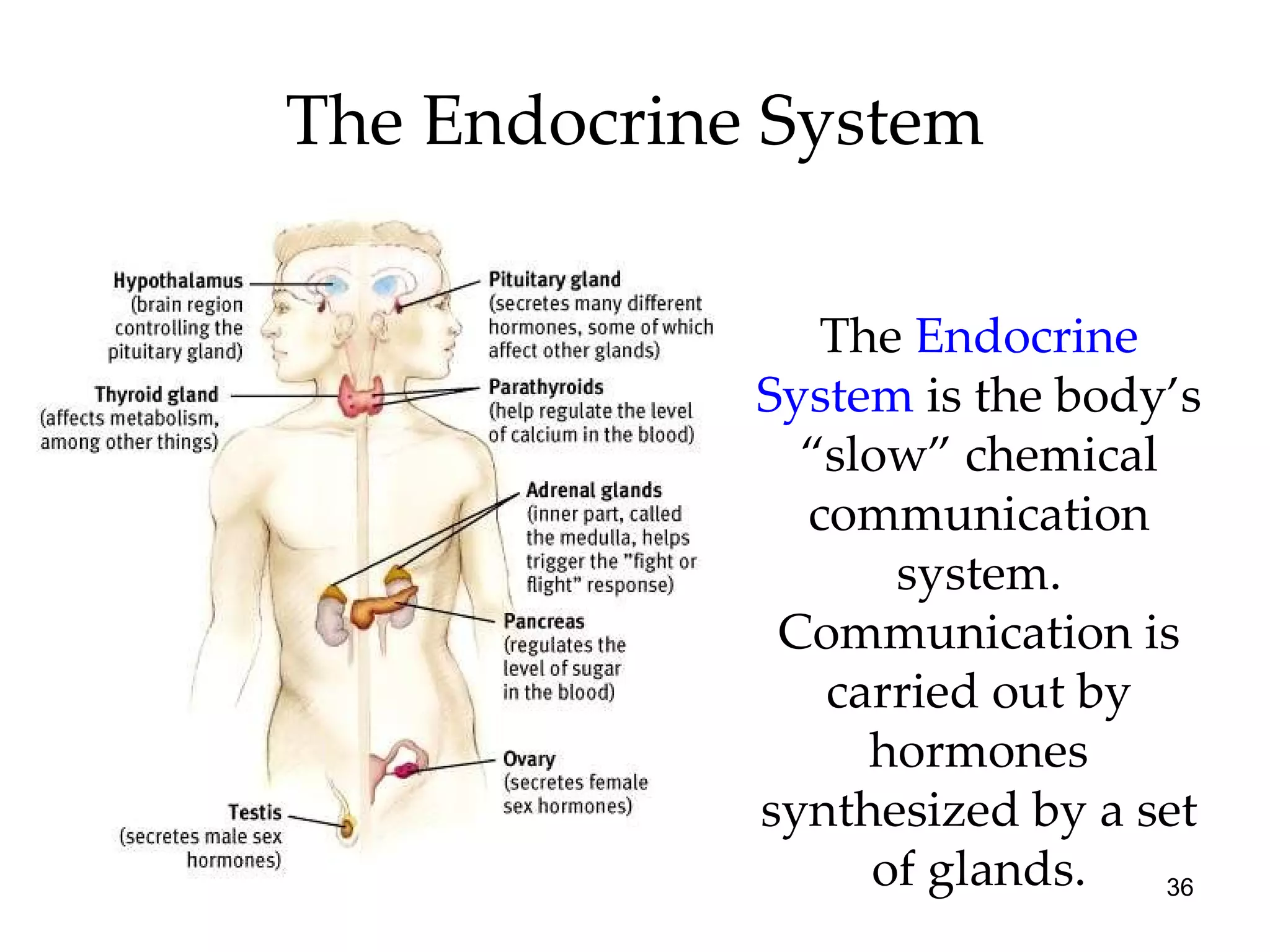 The Endocrine System The  Endocrine System   is   the body’s “slow” chemical communication system. Communication is carried out by hormones synthesized by a set of glands. 