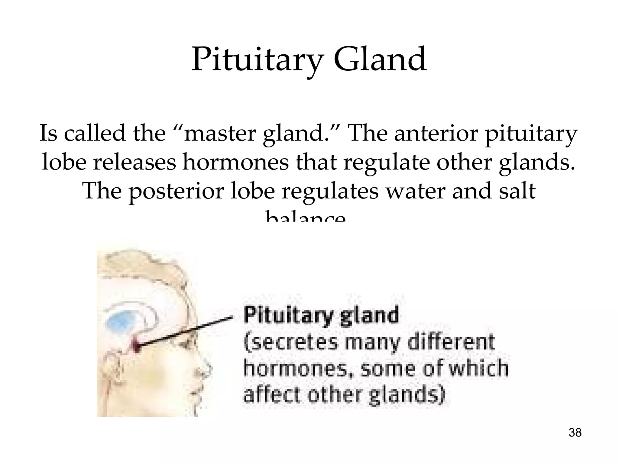 Pituitary Gland Is called the “master gland.” The anterior pituitary lobe releases hormones that regulate other glands. The posterior lobe regulates water and salt balance. 