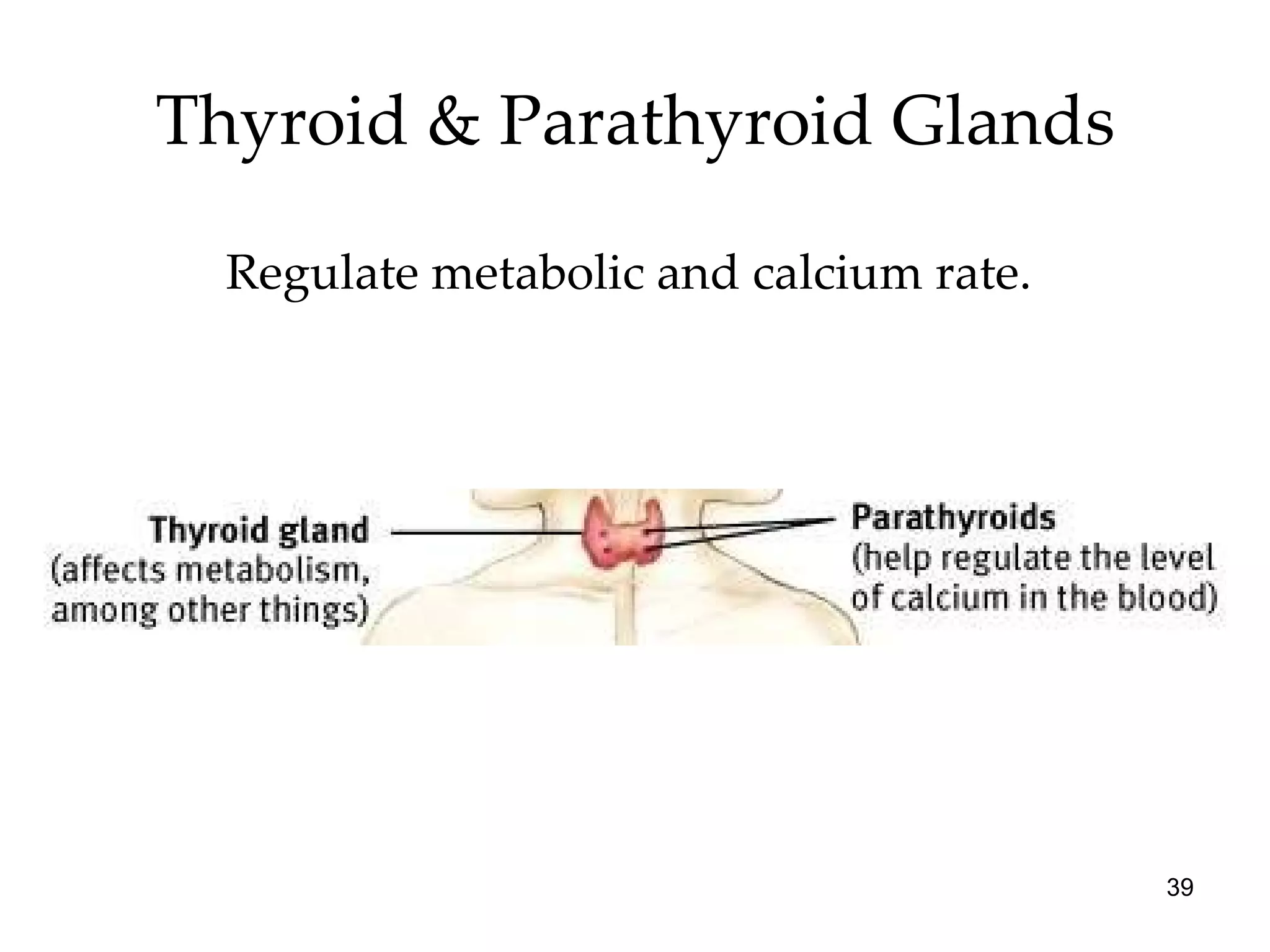 Thyroid & Parathyroid Glands Regulate metabolic and calcium rate.  