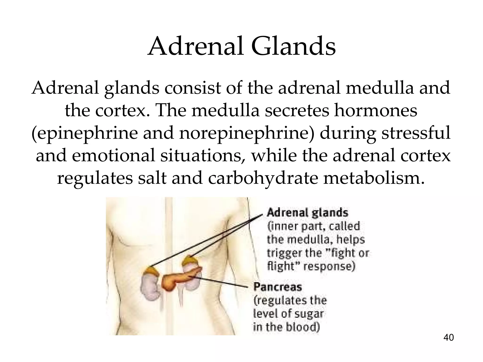 Adrenal Glands Adrenal glands consist of the adrenal medulla and the cortex. The medulla secretes hormones (epinephrine and norepinephrine) during stressful  and emotional situations, while the adrenal cortex regulates salt and carbohydrate metabolism. 