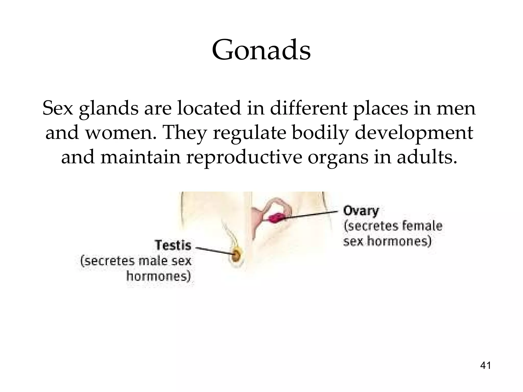 Gonads Sex glands are located in different places in men and women. They regulate bodily development and maintain reproductive organs in adults. 