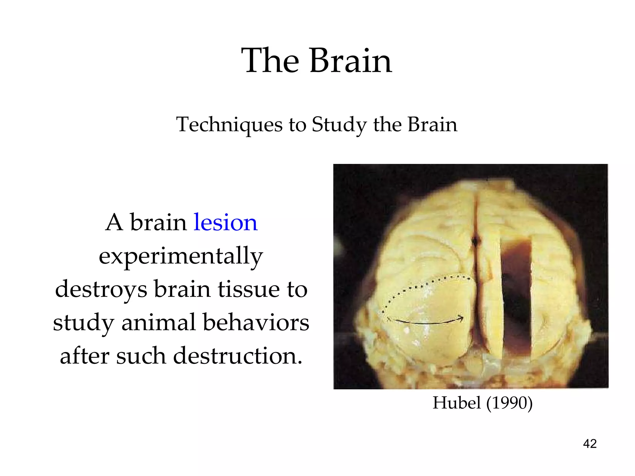 The Brain A brain  lesion  experimentally destroys brain tissue to study animal behaviors after such destruction. Techniques to Study the Brain Hubel (1990) 