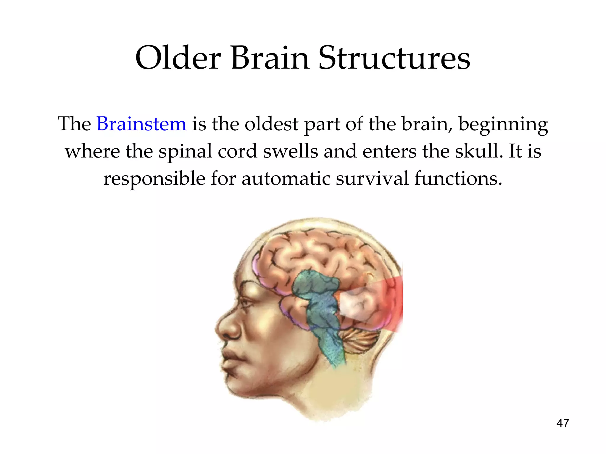 Older Brain Structures The  Brainstem   is   the oldest part of the brain, beginning where the spinal cord swells and enters the skull. It is responsible for automatic survival functions. 
