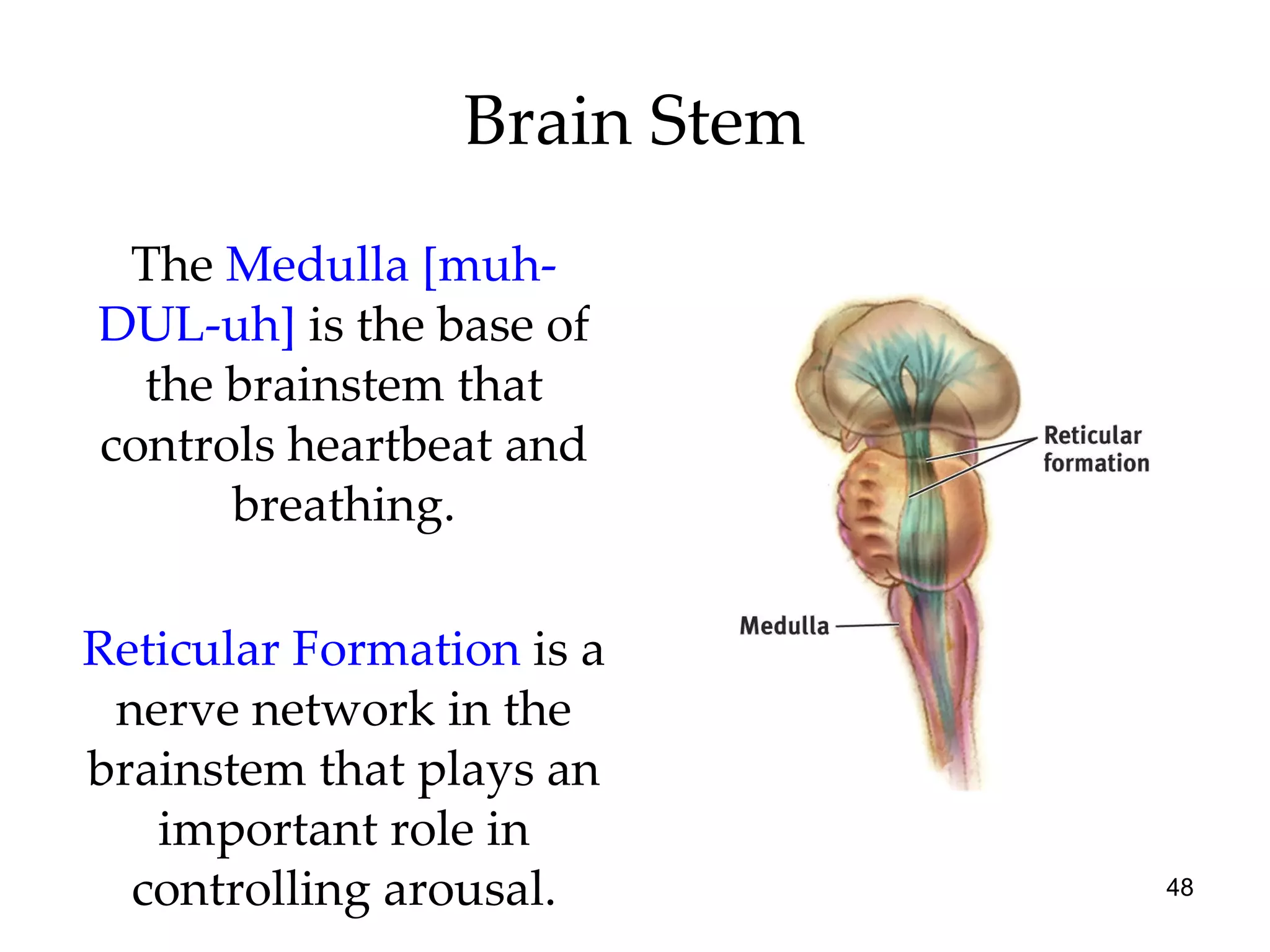 Brain Stem The  Medulla [muh-DUL-uh]  is the base of the brainstem that controls heartbeat and breathing. Reticular Formation   is   a nerve network in the brainstem that plays an important role in controlling arousal. 