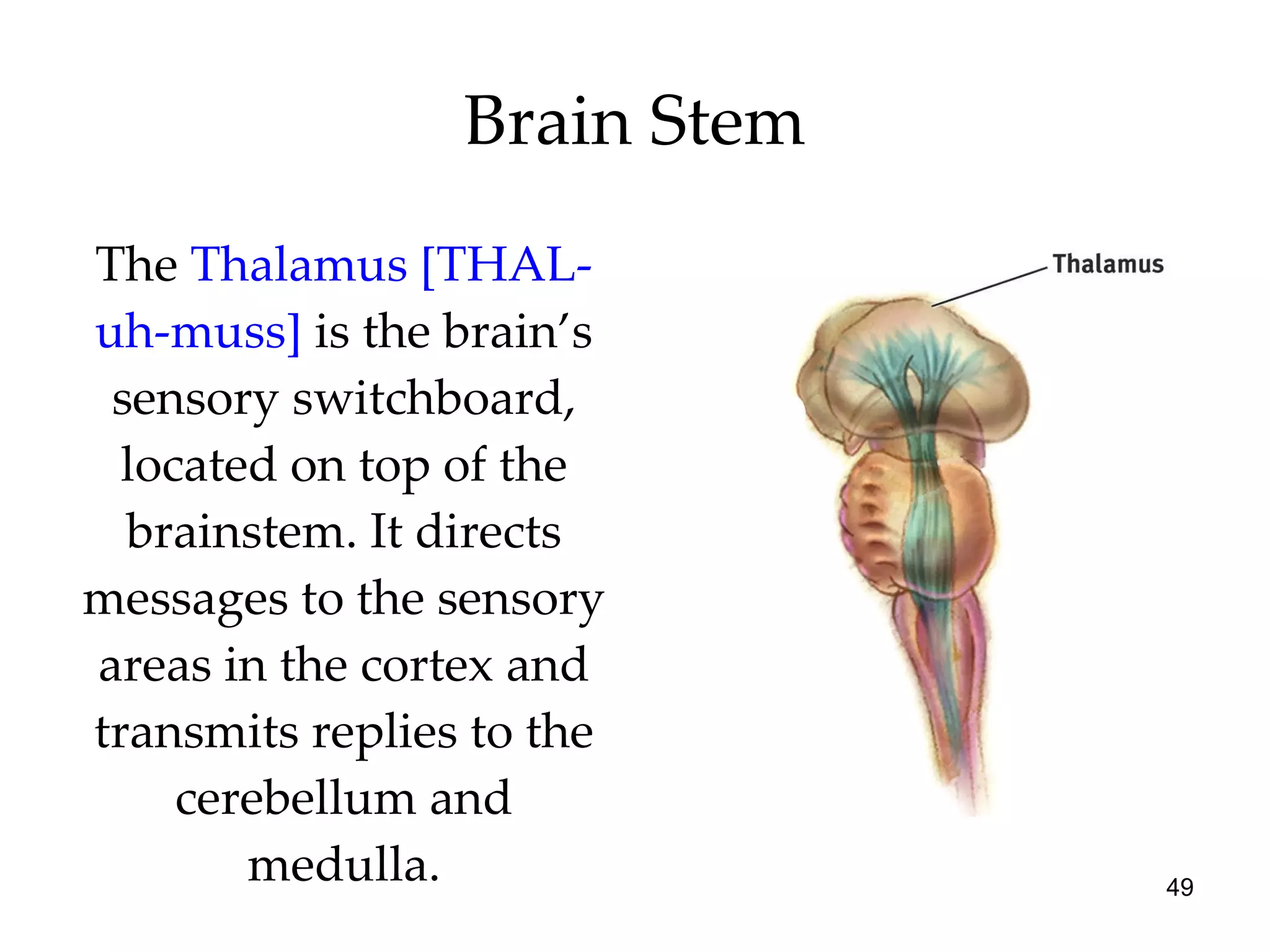Brain Stem The  Thalamus [THAL-uh-muss]  is the brain’s sensory switchboard, located on top of the brainstem. It directs messages to the sensory areas in the cortex and transmits replies to the cerebellum and medulla. 