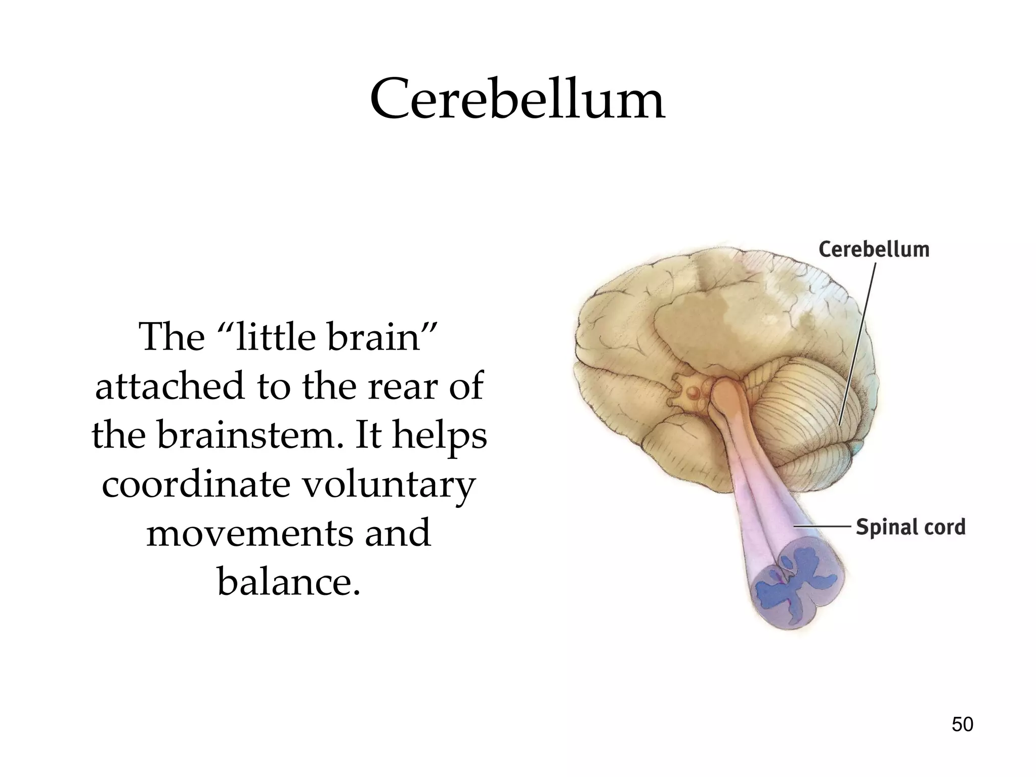 The “little brain” attached to the rear of the brainstem. It helps coordinate voluntary movements and balance. Cerebellum 