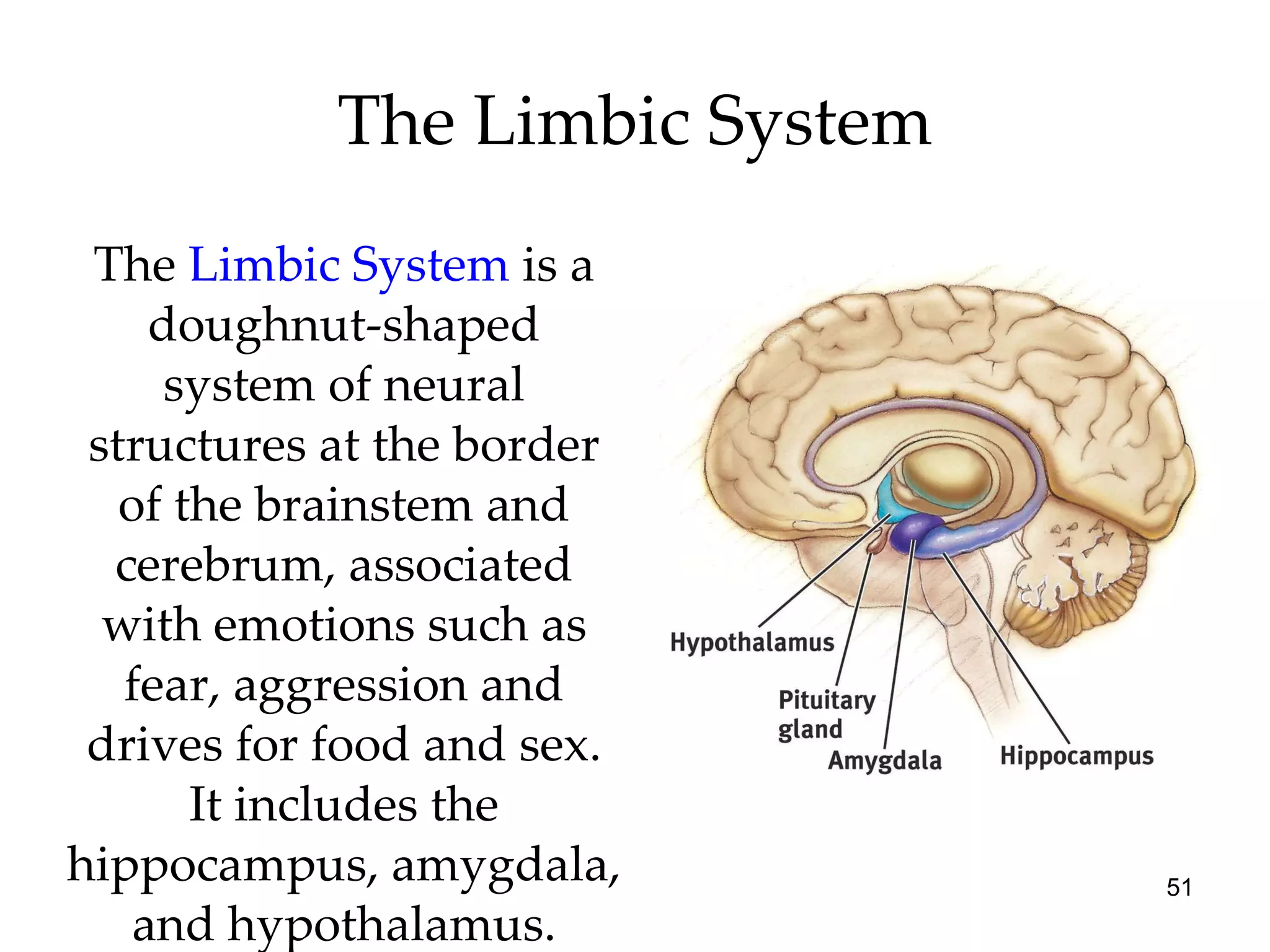 The  Limbic System   is   a doughnut-shaped system of neural structures at the border of the brainstem and cerebrum, associated with emotions such as fear, aggression and drives for food and sex. It includes the hippocampus, amygdala, and hypothalamus. The Limbic System 