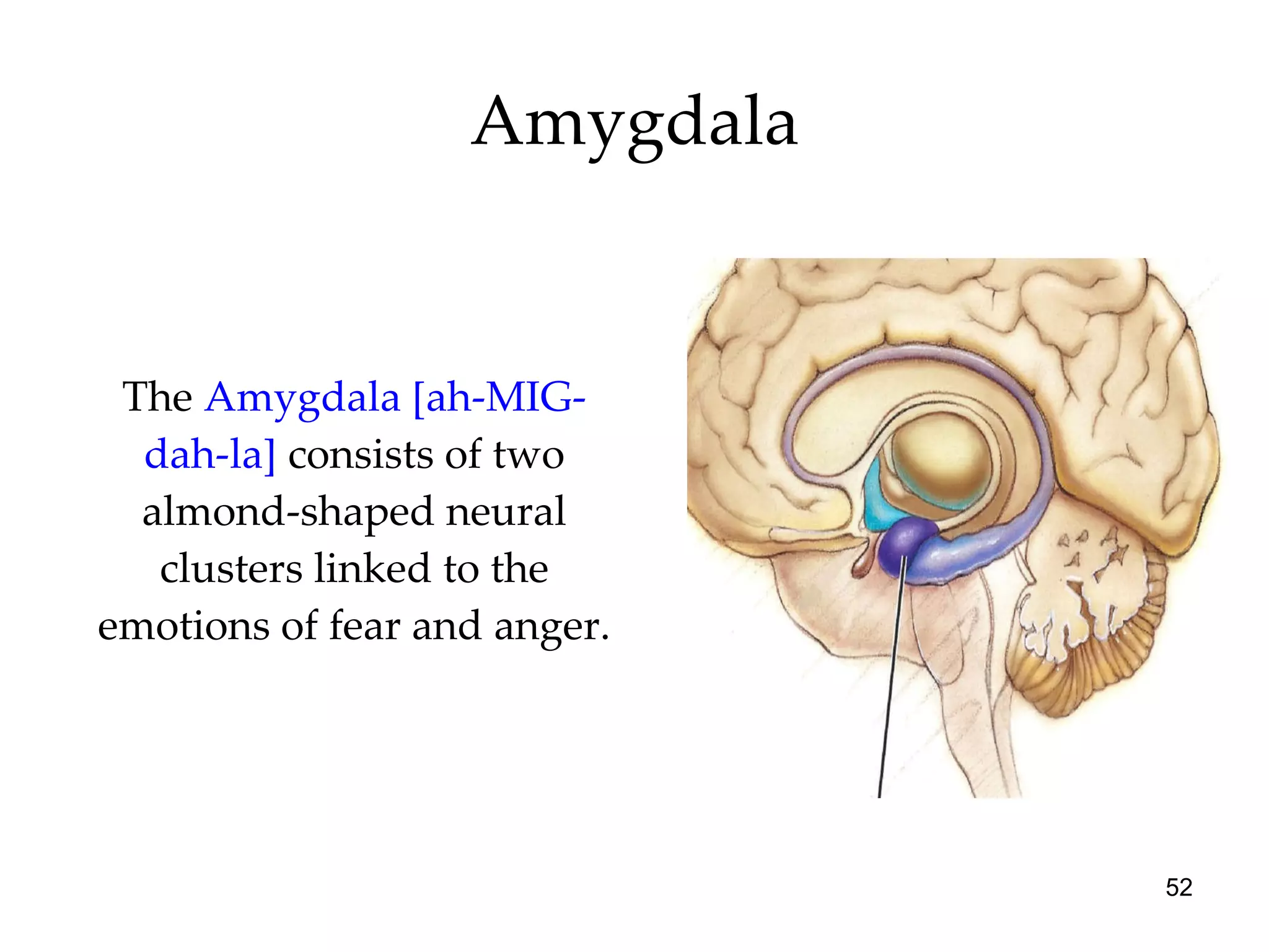 Amygdala The  Amygdala [ah-MIG-dah-la]  consists of two almond-shaped neural clusters linked to the emotions of fear and anger. 