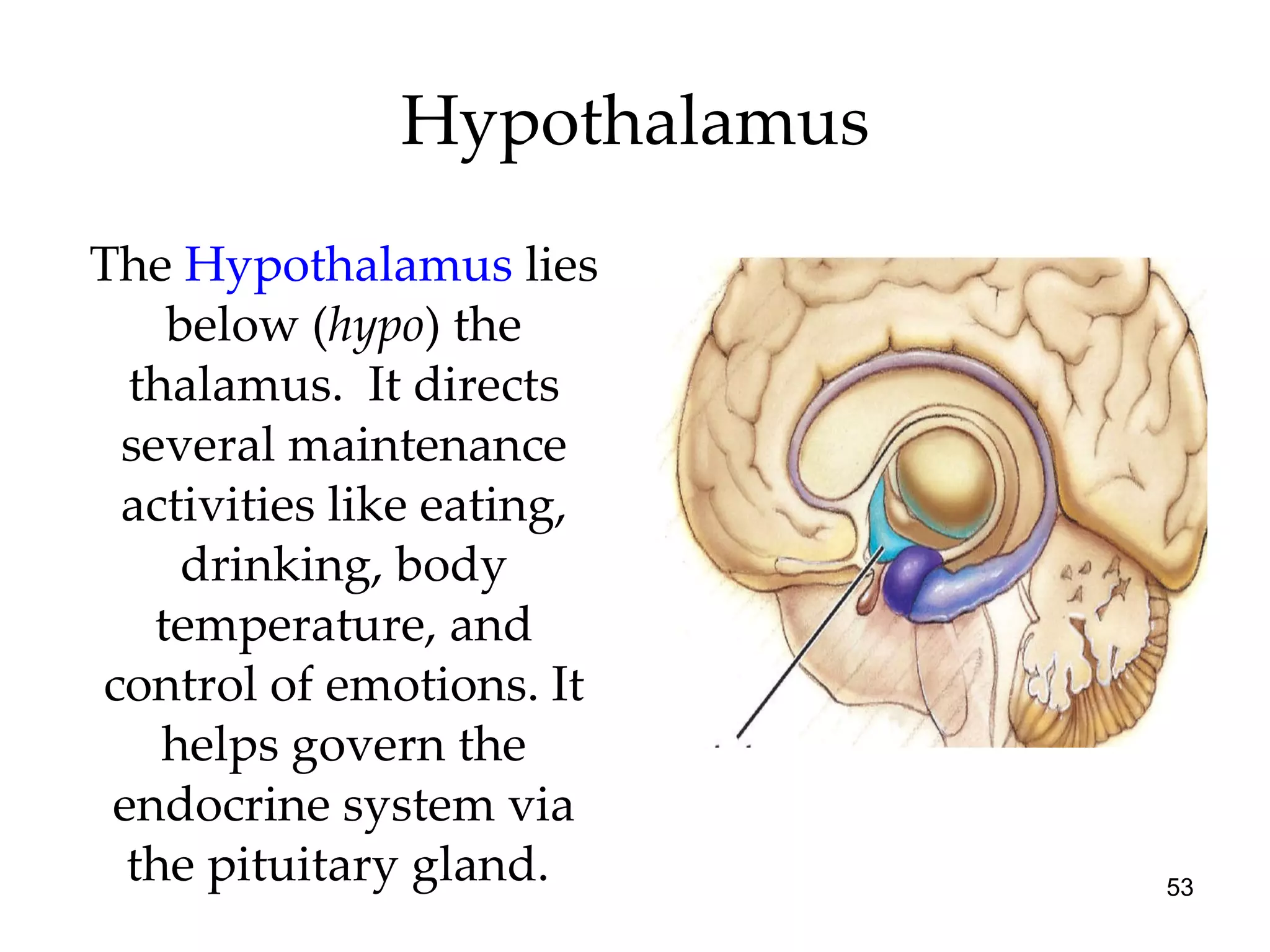 Hypothalamus The  Hypothalamus  lies below ( hypo ) the thalamus.  It directs several maintenance activities like eating, drinking, body temperature, and control of emotions. It helps govern the endocrine system via the pituitary gland.  