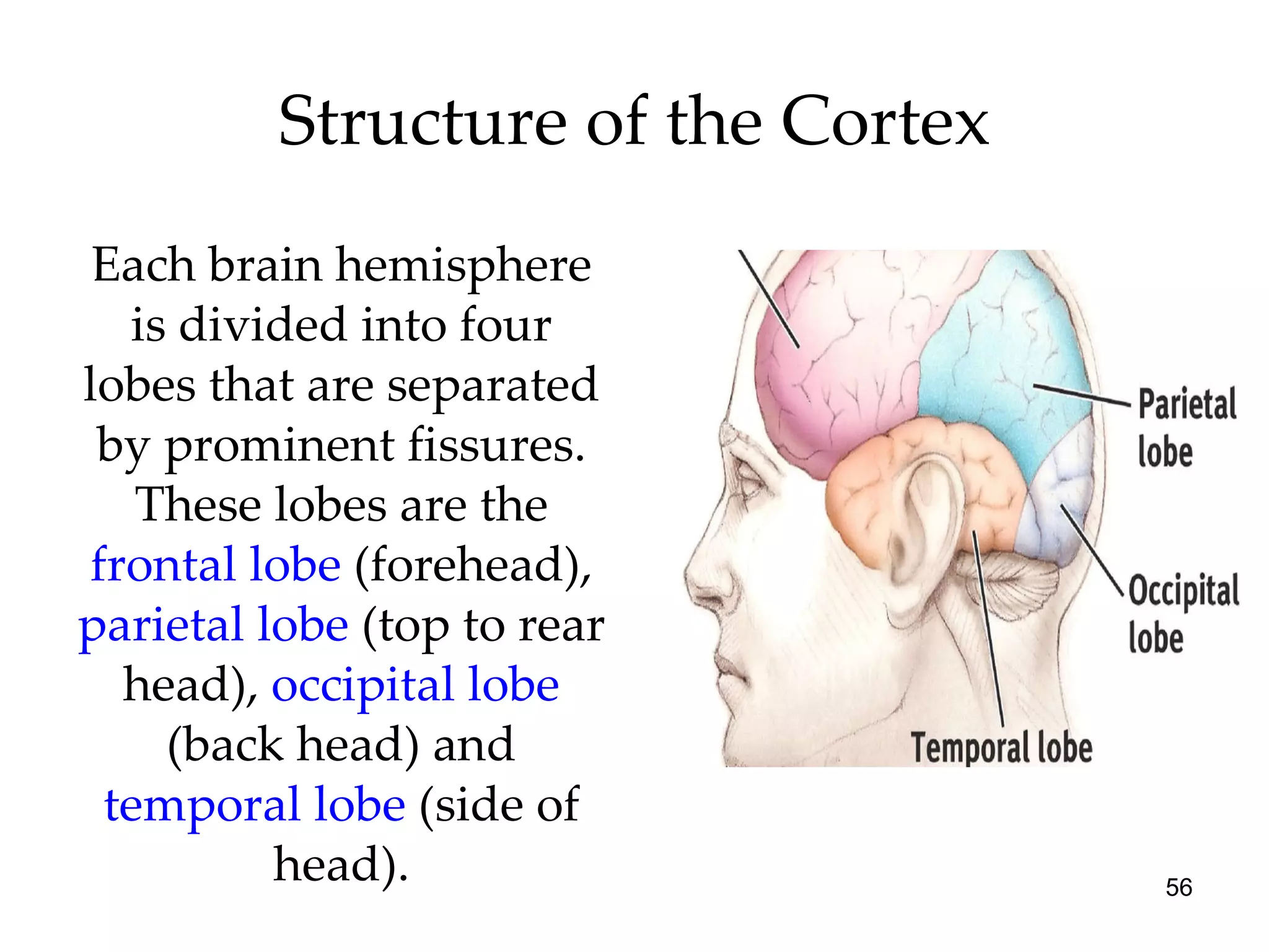 Structure of the Cortex Each brain hemisphere is divided into four lobes that are separated by prominent fissures. These lobes are the  frontal lobe  (forehead),  parietal lobe  (top to rear head),  occipital lobe  (back head) and  temporal lobe  (side of head). 