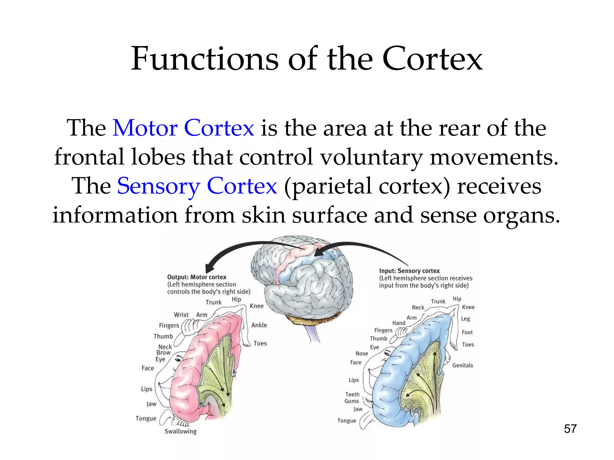 Functions of the Cortex The  Motor Cortex  is the area at the rear of the frontal lobes that control voluntary movements. The  Sensory Cortex  (parietal cortex) receives information from skin surface and sense organs. 