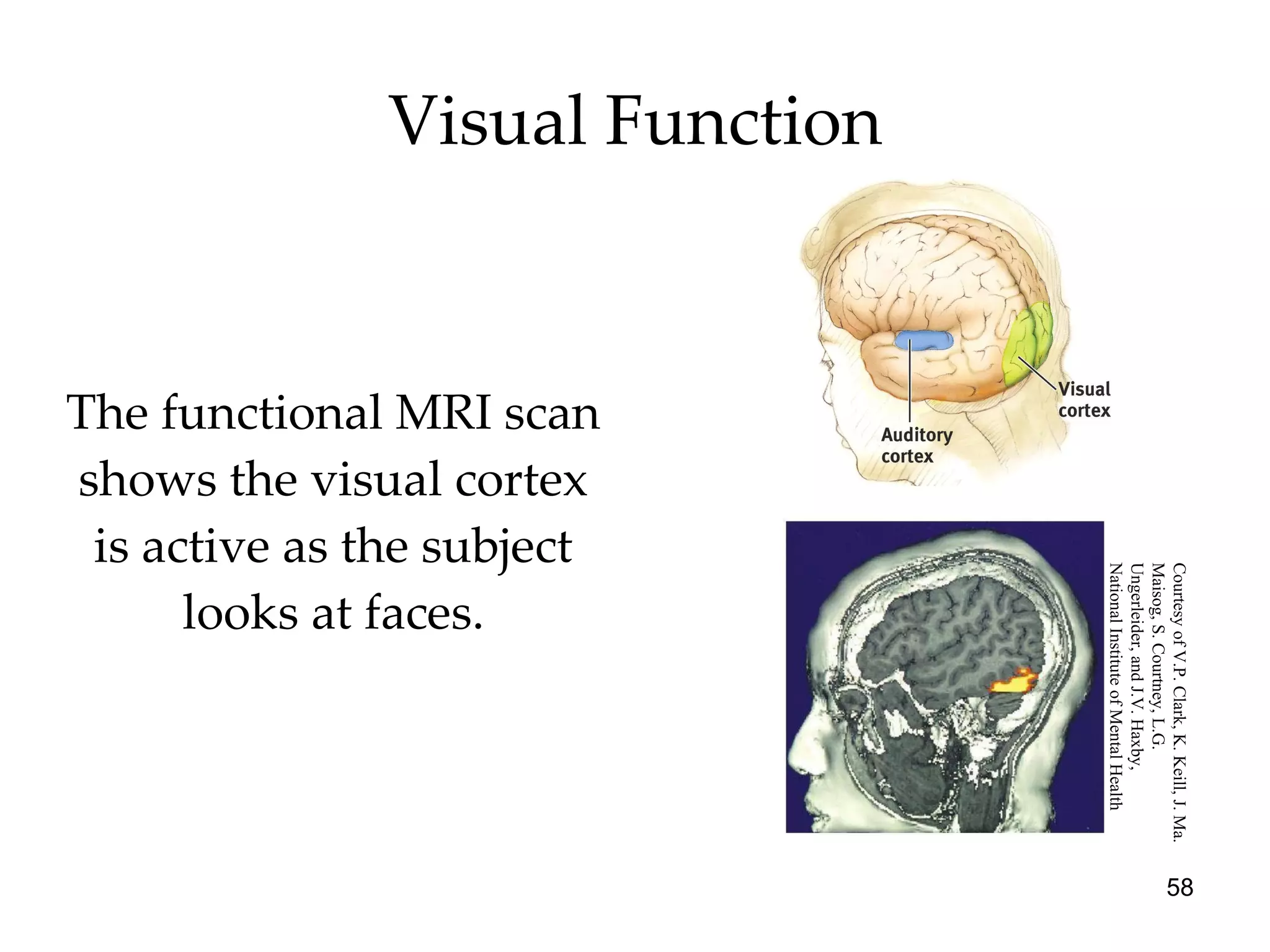 Visual Function The functional MRI scan shows the visual cortex is active as the subject looks at faces. Courtesy of V.P. Clark, K. Keill, J. Ma. Maisog, S. Courtney, L.G.  Ungerleider, and J.V. Haxby,  National Institute of Mental Health  
