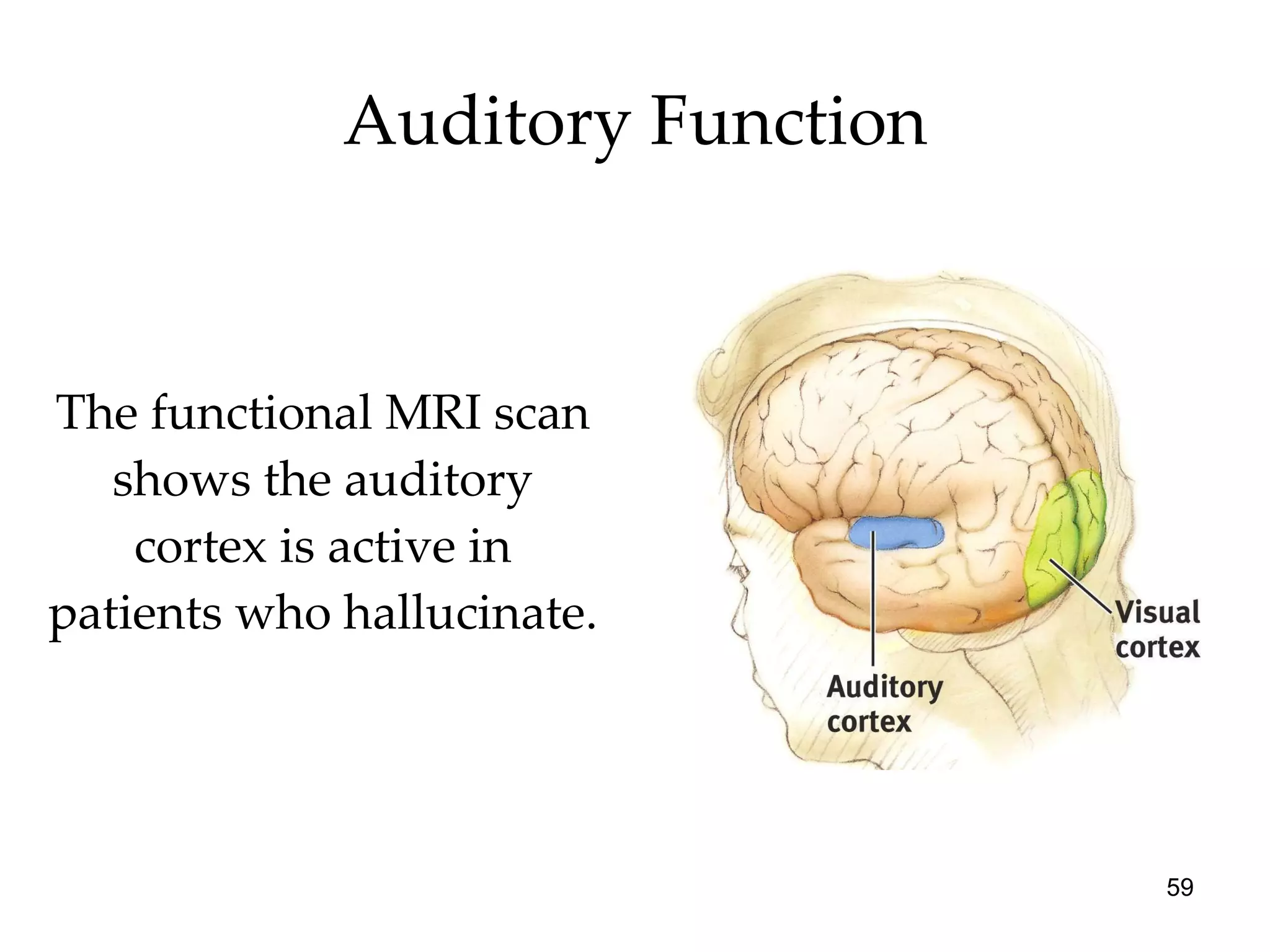 Auditory Function The functional MRI scan shows the auditory cortex is active in patients who hallucinate. 