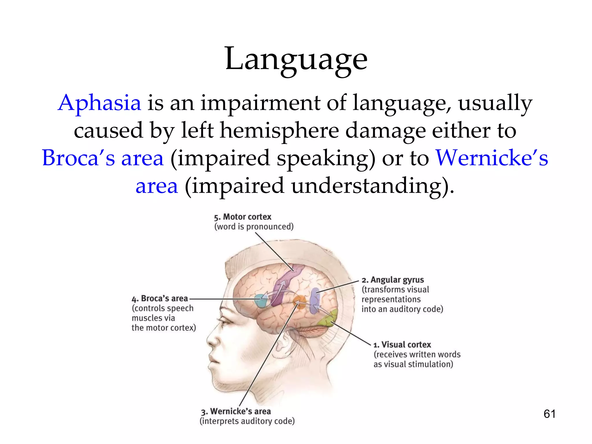 Language Aphasia   is an impairment of language, usually caused by left hemisphere damage either to  Broca’s area  (impaired speaking) or to  Wernicke’s area  (impaired understanding). 