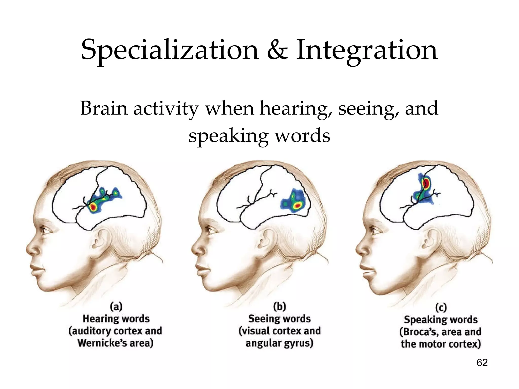 Specialization & Integration Brain activity when hearing, seeing, and speaking words 