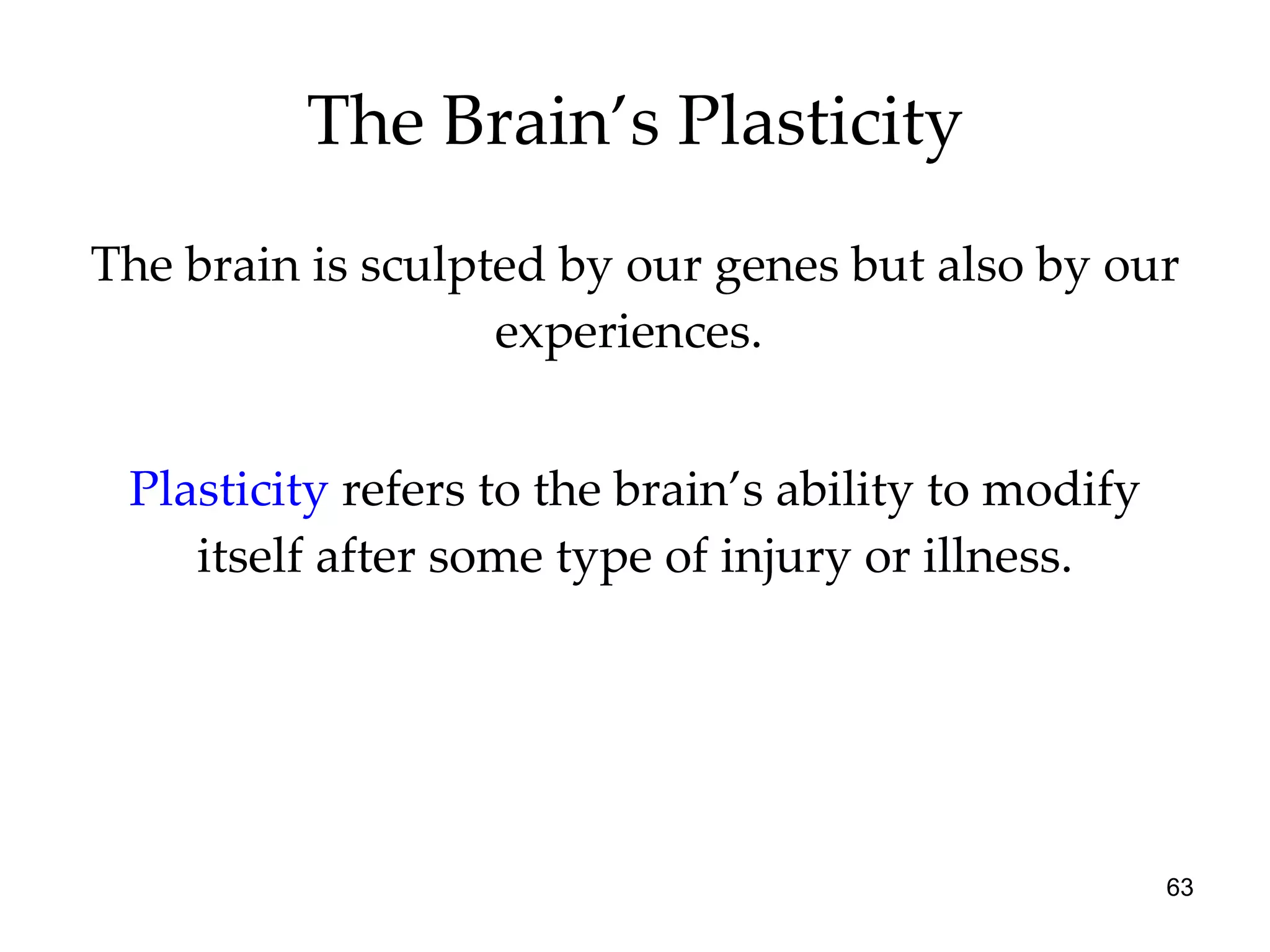 The brain is sculpted by our genes but also by our experiences.   Plasticity   refers to the brain’s ability to modify itself after some type of injury or illness. The Brain’s Plasticity 