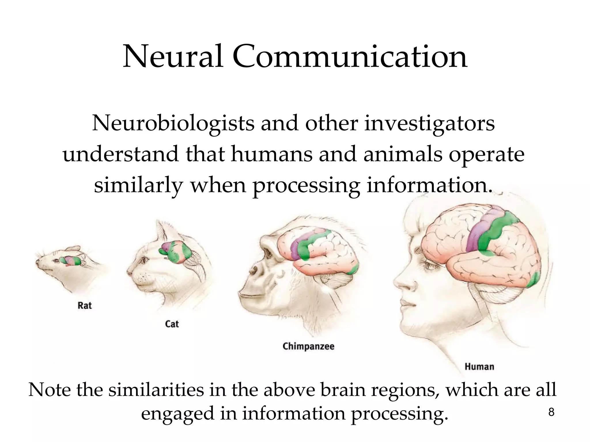 Neural Communication Neurobiologists and other investigators understand that humans and animals operate similarly when processing information. Note the similarities in the above brain regions, which are all  engaged in information processing. 
