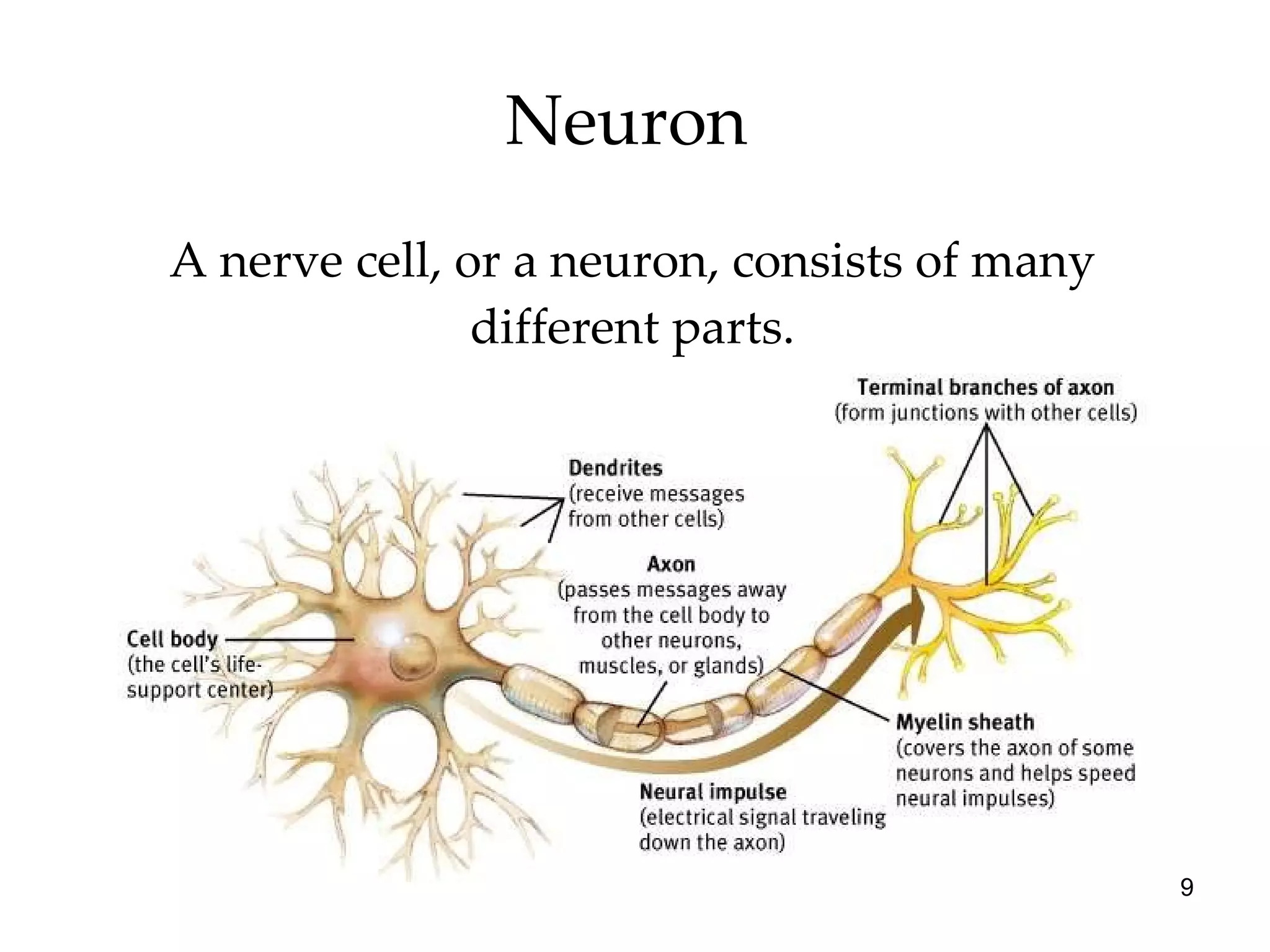 Neuron  A nerve cell, or a neuron, consists of many different parts. 