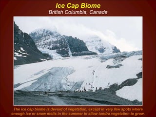 Ice Cap Biome British Columbia, Canada The ice cap biome is devoid of vegetation, except in very few spots where enough ice or snow melts in the summer to allow tundra vegetation to grow. 