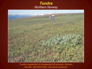 Tundra Northern Norway Tundra vegetation is composed of mosses, lichens, shrubs, dwarfed trees, and some grasses. 