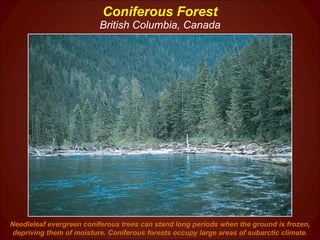 Coniferous Forest British Columbia, Canada Needleleaf evergreen coniferous trees can stand long periods when the ground is frozen, depriving them of moisture. Coniferous forests occupy large areas of subarctic climate. 