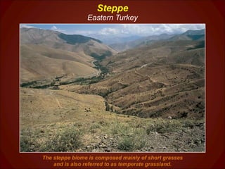 Steppe Eastern Turkey The steppe biome is composed mainly of short grasses and is also referred to as temperate grassland. 