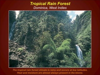 Tropical Rain Forest Dominica, West Indies The tropical rain forest climate is rainy and occurs at low latitudes. Heat and moisture are almost always present in the biome. 