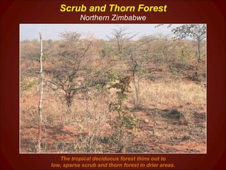 Scrub and Thorn Forest Northern Zimbabwe The tropical deciduous forest thins out to low, sparse scrub and thorn forest in drier areas. 