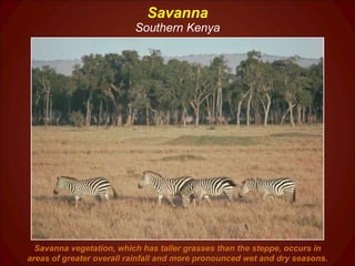Savanna Southern Kenya Savanna vegetation, which has taller grasses than the steppe, occurs in areas of greater overall rainfall and more pronounced wet and dry seasons. 