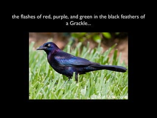 the flashes of red, purple, and green in the black feathers of
                         a Grackle...
 
