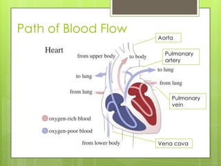 Path of Blood Flow
                     Aorta

                       Pulmonary
                       artery




                         Pulmonary
                         vein




                     Vena cava
 