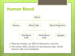 Human Blood
                           Blood



     Plasma          Blood Cells             Blood Fragments




              Red Blood        White Blood         Platelets
                Cells             Cells


   Plasma makes up 55% of blood by volume
   The other 45% consists of red blood cells, white
    blood cells and platelets
 