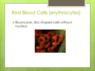 Red Blood Cells (erythrocytes)
 Biconcave,   disc shaped cells without
 nucleus
 