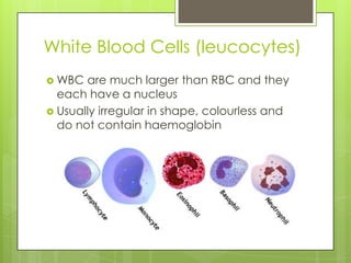 White Blood Cells (leucocytes)
 WBC  are much larger than RBC and they
  each have a nucleus
 Usually irregular in shape, colourless and
  do not contain haemoglobin
 