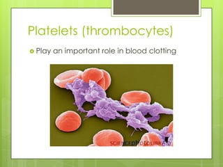 Platelets (thrombocytes)
 Play   an important role in blood clotting
 