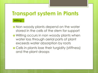 Transport system in Plants
Wilting

 Non   woody plants depend on the water
  stored in the cells of the stem for support
 Wilting occurs in non woody plants when
  water loss through aerial parts of plant
  exceeds water absorption by roots
 Cells in plants lose their turgidity (stiffness)
  and the plant droops
 
