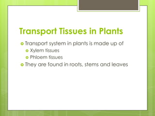 Transport Tissues in Plants
 Transport   system in plants is made up of
     Xylem tissues
     Phloem tissues
 They   are found in roots, stems and leaves
 
