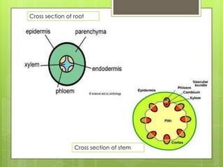 Cross section of root




                 Cross section of stem
 