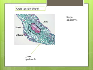 Cross section of leaf


                        Upper
                        epidermis




       Lower
       epidermis
 