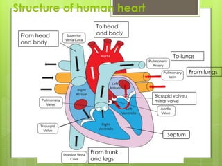 Structure of human heart
                To head
 From head      and body
 and body

                                    To lungs

                                              From lungs



                           Bicuspid valve /
                           mitral valve




                                 Septum


              From trunk
              and legs
 