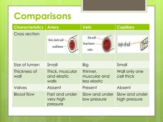Comparisons
Characteristics Artery            Vein           Capillary
Cross section




Size of lumen   Small             Big            Small
Thickness of    Thick, muscular   thinner,       Wall only one
wall            and elastic       muscular and   cell thick
                walls             less elastic
Valves          Absent            Present        Absent
Blood flow      Fast and under    Slow and under Slow and under
                very high         low pressure   high pressure
                pressure
 