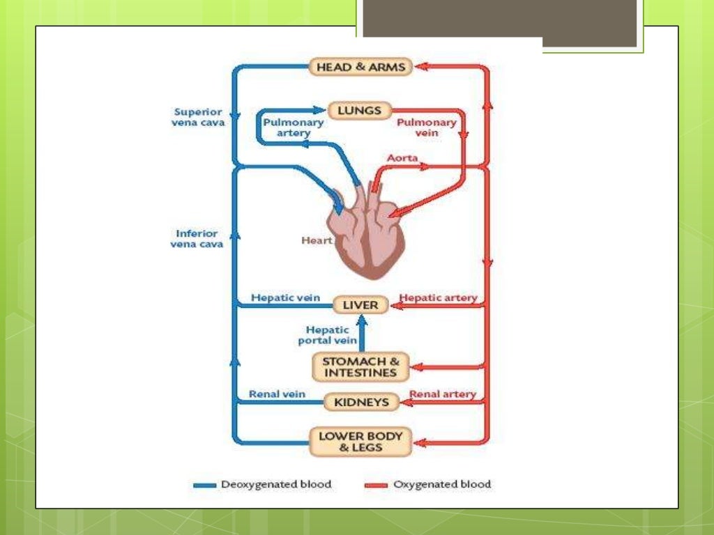 Chapter 2 Blood Circulation & Transport