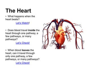 The Heart
• What happens when the
heart beats?
         Let’s Watch!

• Does blood travel inside the
heart through one pathway, a
few pathways, or many
pathways?
          Let’s Check!

• When blood leaves the
heart, can it travel through
only one pathway, a few
pathways, or many pathways?
         Let’s Check!
 