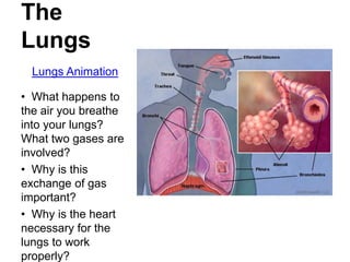 The
Lungs
  Lungs Animation

• What happens to
the air you breathe
into your lungs?
What two gases are
involved?
• Why is this
exchange of gas
important?
• Why is the heart
necessary for the
lungs to work
properly?
 