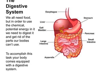 The
Digestive
System
We all need food,
but in order to use
the chemical,
potential energy in it
we need to digest it
and get rid of the
parts our bodies
can’t use.

To accomplish this
task your body
comes equipped
with a digestive
system.
 