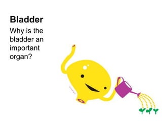 Bladder
Why is the
bladder an
important
organ?
 